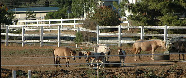 Horse property fences/real estate horse property 