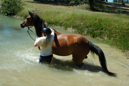 Horse Property Ponds/horse property 